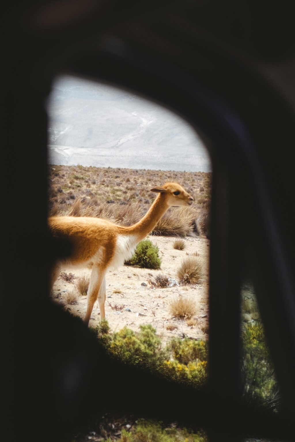 Vicuna Camelid