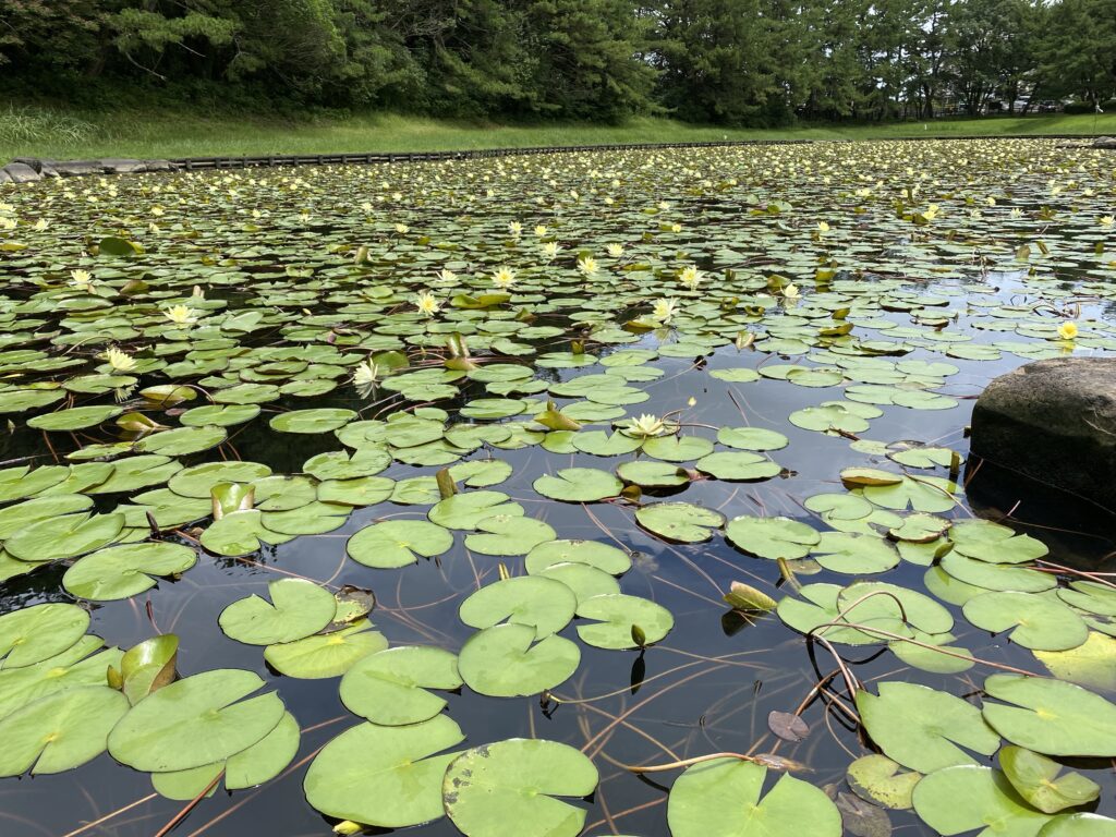 Kenritsuawakigahara Forest Park