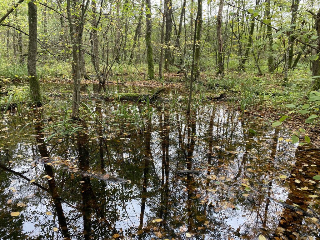 Kampinos National Park