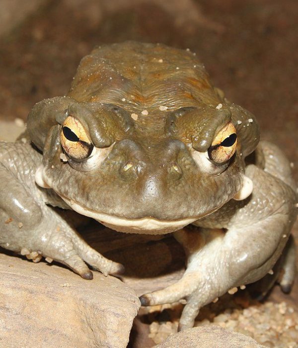 Bufo Alvarius Tulum